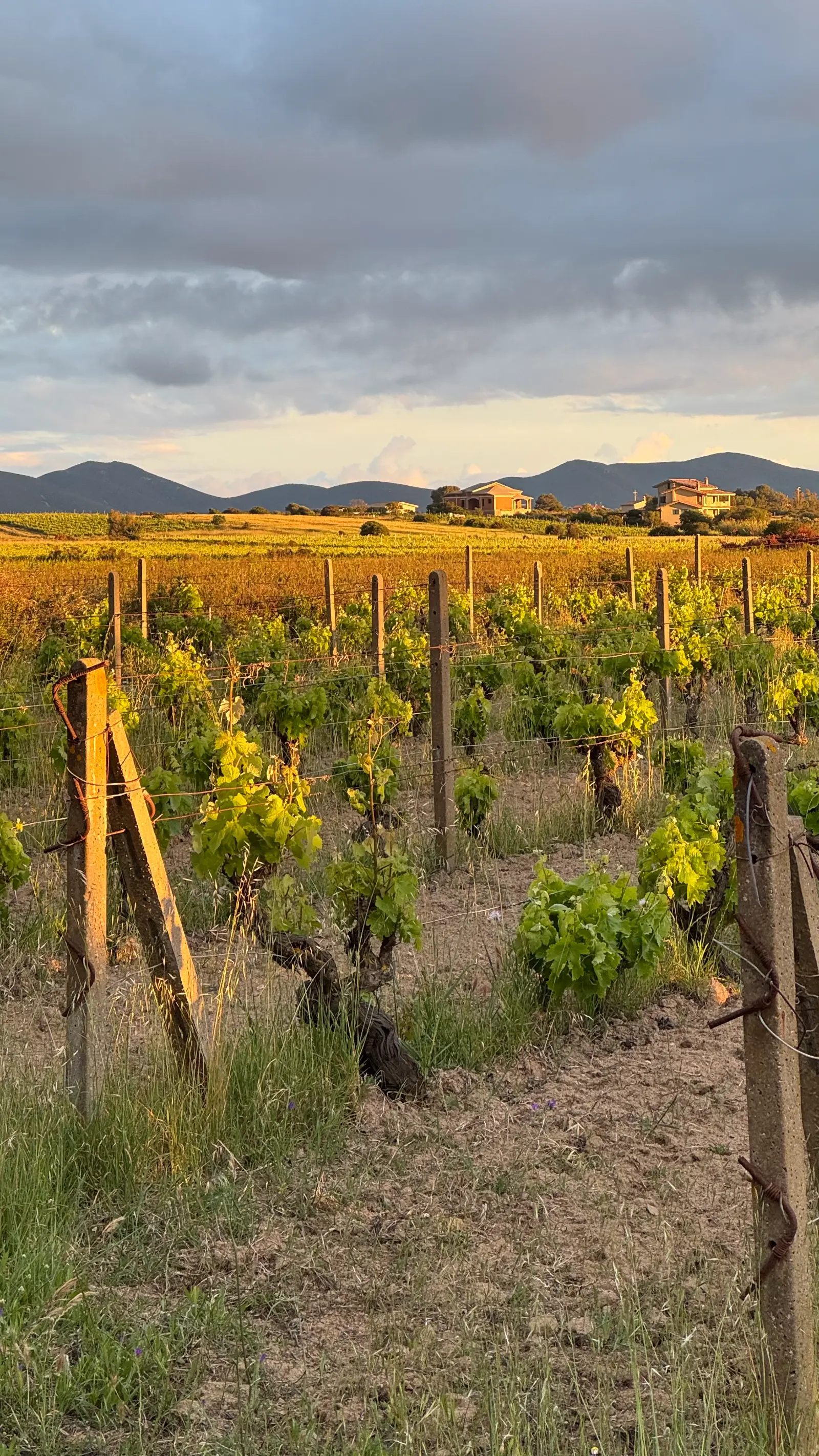 Vigneto al tramonto